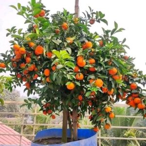 কমলার চারা ৫ পিচ